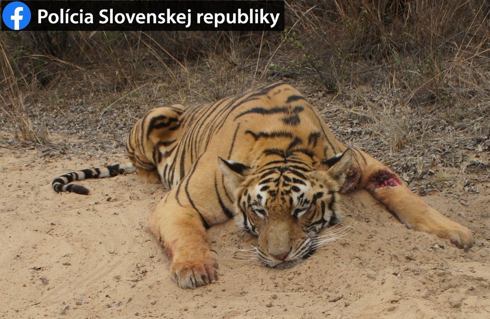 Ján Z. ze Slovenska ulovil tygra, hrozí mu pětiletý trest odnětí svobody.