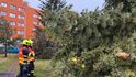 Na budovu dětského domova se školou v ulici Jana Masaryka v Praze na Vinohradech spadl strom, 10. února 2020.