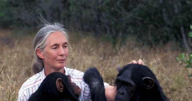 Britská ochránkyně přírody a vědkyně, která se zabývala především primáty Jane Goodall (90) novorozenou gorilku pokřtí v květnu.