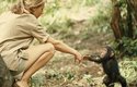 Jane Goodallová začala zkoumat společenské struktury mezi šimpanzi v parku Gombe a zjistila neuvěřitelné věci