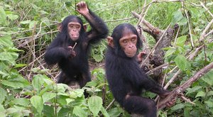 Královna šimpanzů Jane Goodallová navštívila Prahu 