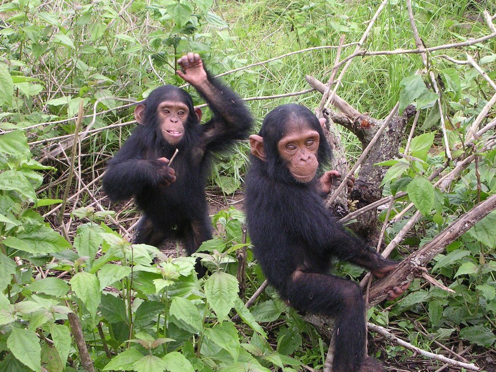 Jane Goodallová začala zkoumat společenské struktury mezi šimpanzi v parku Gombe a zjistila neuvěřitelné věci
