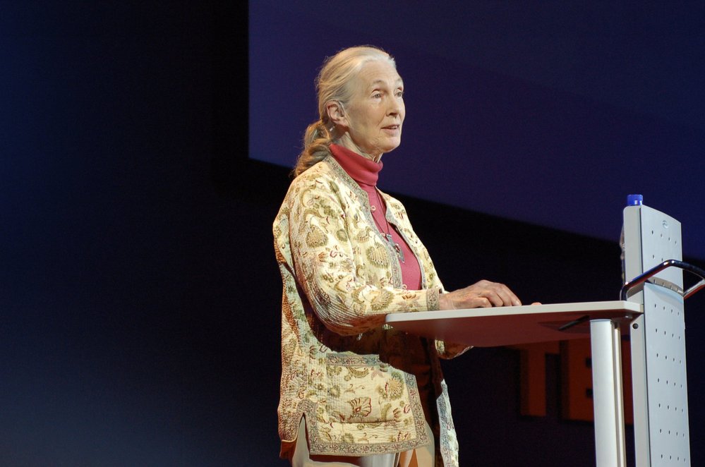 Jane Goodallová začala zkoumat společenské struktury mezi šimpanzi v parku Gombe a zjistila neuvěřitelné věci