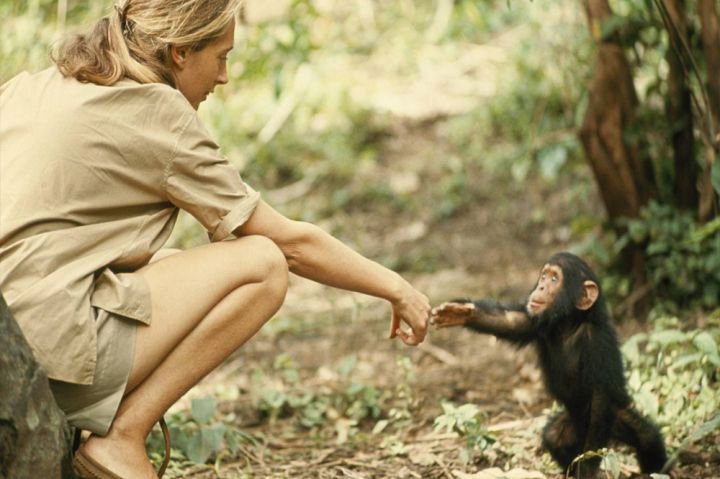 Jane Goodallová našla důkazy o tom, že šimpanzi používají nástroje