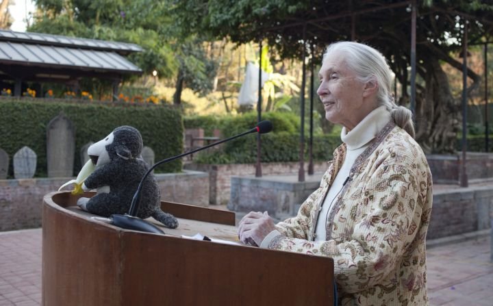 Jane Goodallová je v posledních dekádách silně aktivní v ochranářském hnutí po celém světě