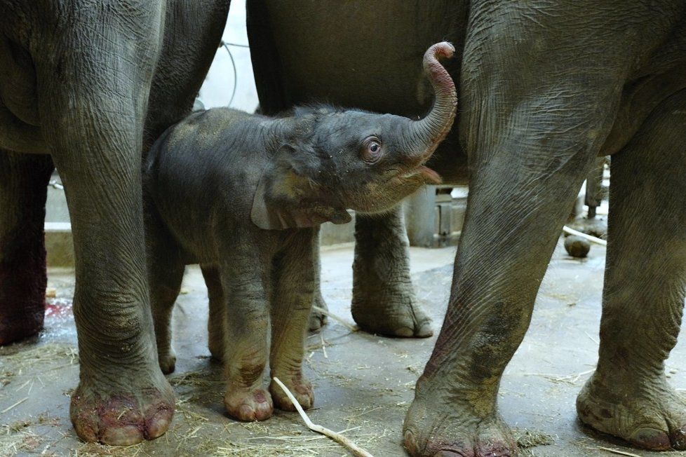 Slonice Janita porodila 9. května 2020 v Zoo Praha sloní samičku.