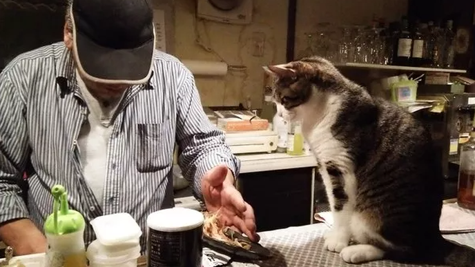 Pokud si chcete užít noční život v Tokiu a vyzkoušet si trošku toho japonského bizáru, můžete zavítat třeba do baru Neko Akanasu, který je vůbec prvním podobným podnikem na světě s kočkami.