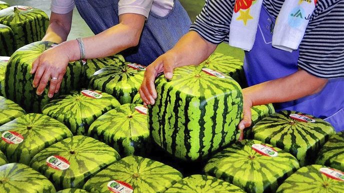 Protože je celá Asie plná nevídaných možností, v Japonsku se rozhodli, že vypěstují hranaté melouny. Ačkoliv je jejich pěstování složité, farmáři si vědí rady a zatím se daří.