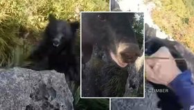 Horolezce napadla rozzuřená medvědice: Ubránil se holýma rukama!