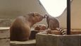 Kapybary z reklamy na japonského operátora