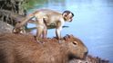 Kapybary z reklamy na japonského operátora