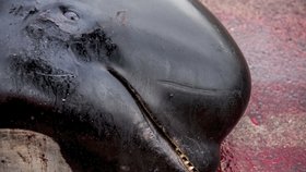 Japonsko má plán, jak obnovit komerční lov velryb