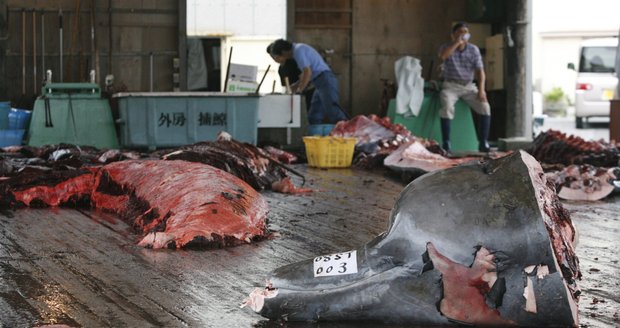 Japonci obnoví komerční lov velryb. Protesty ochránců přírody a dalších zemí neřeší