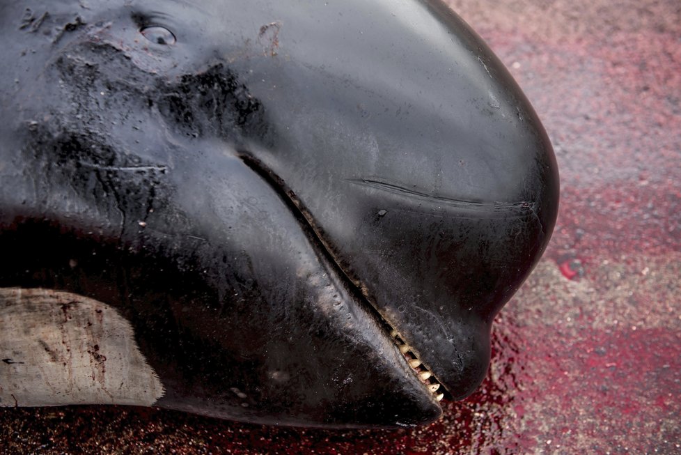 Japonsko má plán, jak obnovit komerční lov velryb