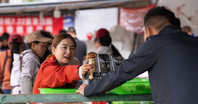 Matsutake je v Japonsku považována za delikatesu.