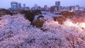 V Japonsku rozkvetly populární sakury