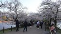 Sakury v Japonsku rozkvetly nejdříve za skoro 70 let