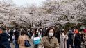 Sakury v Japonsku rozkvetly nejdříve za skoro 70 let