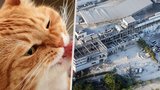 Velká kočičí záchrana: V Japonsku po zemětřesení ze zřícené budovy vysvobodili 25 zvířat