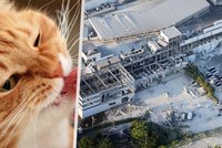 Velká kočičí záchrana: V Japonsku po zemětřesení ze zřícené budovy vysvobodili 25 zvířat