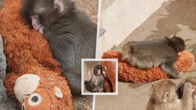 IKEA hlásí vyprodané zásoby plyšového orangutana kvůli odvrženému makakovi Punchovi