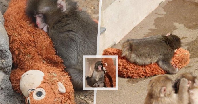 IKEA hlásí vyprodané zásoby plyšového orangutana kvůli odvrženému makakovi Punchovi