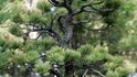 Netradiční vesnička Bonsai Mura v japonském městě Ómija: Osvěžující zastávka v bonsajovém ráji