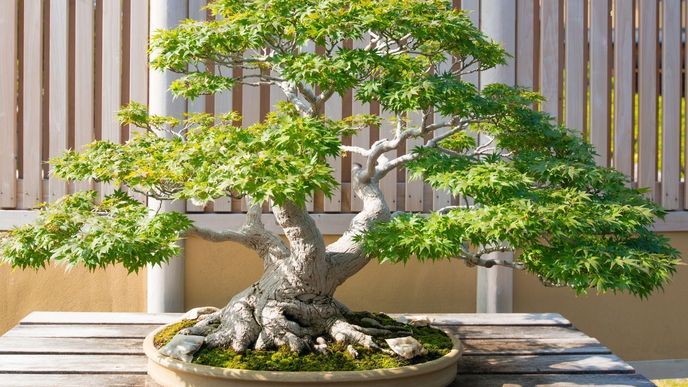 Netradiční vesnička Bonsai Mura v japonském městě Ómija: Osvěžující zastávka v bonsajovém ráji