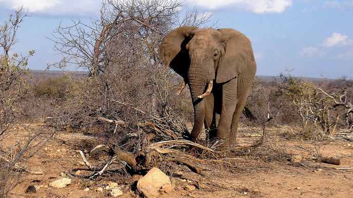 Slon v jihoafrické rezervaci Balule hlídané kamerami mobilních telefonů.