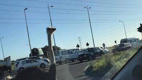 Dopravu na předměstí Kapského města zkomplikoval pštros.