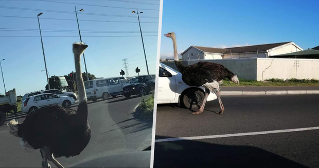 Řidiče v Kapském městě překvapil nezvaný host: Po silnici pobíhal obří pštros! 