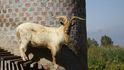V Jižní Africe hlídají vinohrady kozy ve věžích