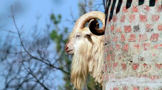 Fotogalerie: V Jižní Africe hlídají vinohrady kozy ve věžích