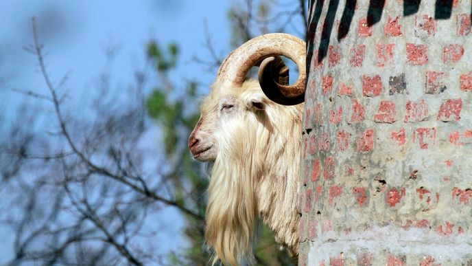 V Jižní Africe hlídají vinohrady kozy ve věžích
