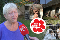 Smečka se matce s dcerou vymkla: Ze 3 psů se namnožilo 54! Na krmivo si ženy půjčovaly