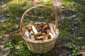 Nepropásněte první jarní houby! Vyrazte do lesa na vynikající kačenky, smrže nebo penízovky