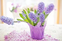 Hyacint – král jara. Podívejte se, jak se s ním dá kouzlit