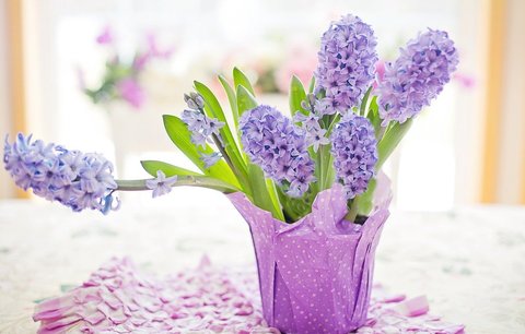 Hyacint – král jara. Podívejte se, jak se s ním dá kouzlit