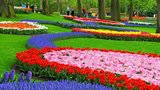 Největší zahrada cibulovin na světě se otevřela veřejnosti 