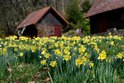 Česko rozkvétá do krásy! Jaro probouzí narcisy i mandloně