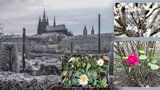 Jaro přišlo do Prahy už v lednu! V metropoli kvetou rostliny, jako by se nechumelilo