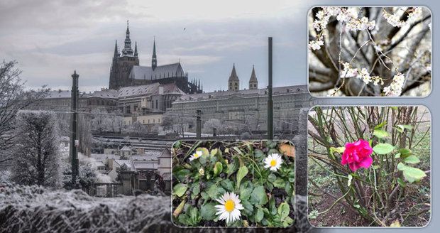 Jaro přišlo do Prahy už v lednu! V metropoli kvetou rostliny, jako by se nechumelilo