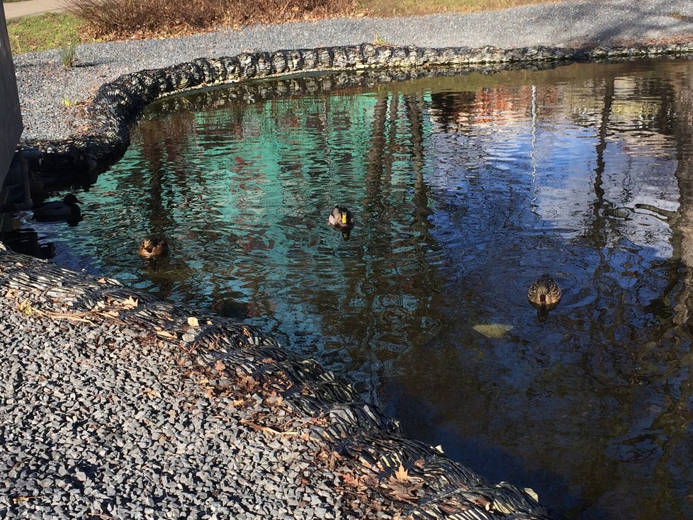 Jarní počasí si užívají i kachny na rybníku.