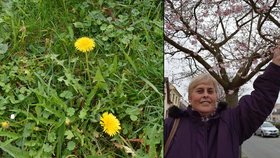 Jaro se vším všudy prožívají obyvatelé Starého Města na Uherskohradišťsku. Nedaleko radnice vykvetla řada japonských třešní a jinde třeba i pampelišky.