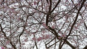 Ve Starém Městě na Slovácku lahodí oku rozkvetlé japonské třešně obsypané růžovými květy.