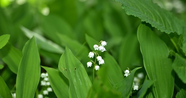 Listy konvalinky se medvědímu česneku podobají, ale nevoní po česneku. Konvalinka má také podobně bílé květy, jsou však drobnější a mají charakteristickou vůni.