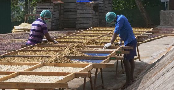 Fairtrade na indickém venkově. Cesta za farmáři, kteří bojují o udržitelný rozvoj