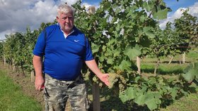 Vlastimil Juga (64) ukazuje dozrálé hrozny. Má jich plnou vinici, neví ale, co s nimi. Nikdo nemá o ně zájem.