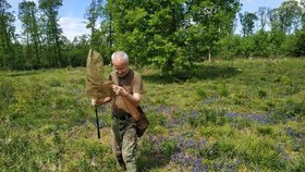Na Pálavu se vracejí vzácní motýli, v Čechách už vyhynuli