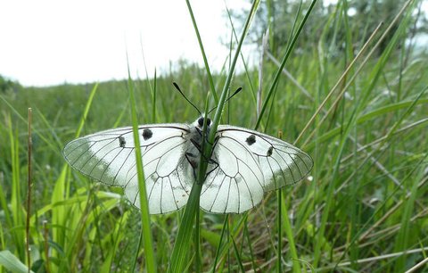 Hádka o jasoně! Entomologové žalují Lesy ČR,  v oboře u Pálavy prý vyhubily vzácného motýla